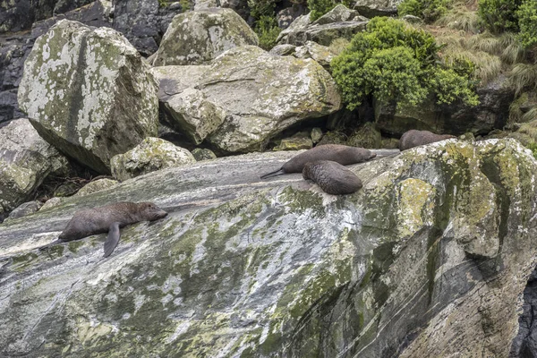 Seals Resting Flat Rock Fjord Shore Shot Cloudy Bright Light — Stock Photo, Image