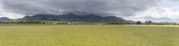 Paesaggio Con Pecore Verde Campagna Collinare Girato Luminosa Luce Nuvolosa — Foto Stock