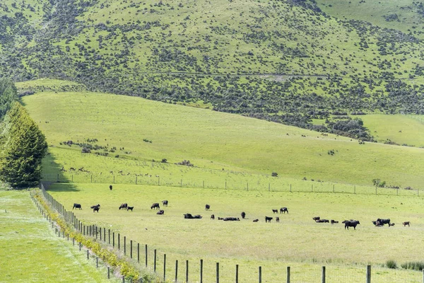 Paisagem Com Vacas Veados Rebanhos Encostas Verdes Tiro Luz Brilhante — Fotografia de Stock