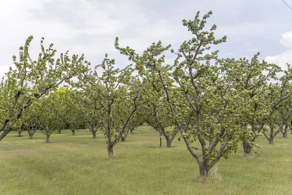 Landskap Med Fruktträd Plantering Grön Landsbygd Skjuten Klart Molnigt Vårljus — Stockfoto