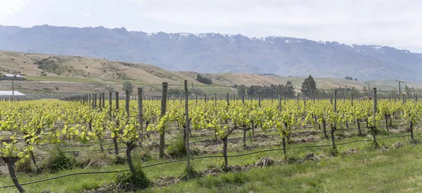 Paysage Avec Des Lignes Plantes Vigne Vignoble Dans Campagne Verdoyante — Photo