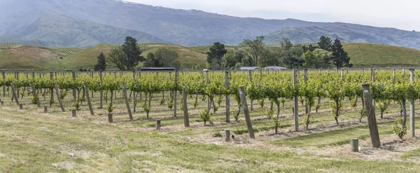 Paysage Avec Des Lignes Plantes Vigne Grand Vignoble Dans Campagne — Photo