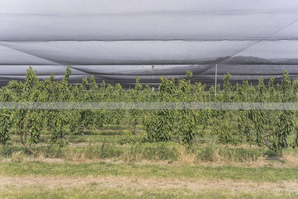 Hagelschutznetze Obstbaumplantagen Aufgenommen Hellem Bewölktem Frühlingslicht Der Nähe Des Berges — Stockfoto