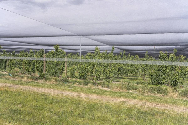 Net Texture Hail Protections Fruit Tree Plantation Shot Bright Cloudy — Stock Photo, Image