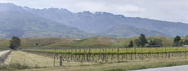 Paysage Avec Plusieurs Lignes Plantes Vigne Grand Vignoble Dans Campagne — Photo