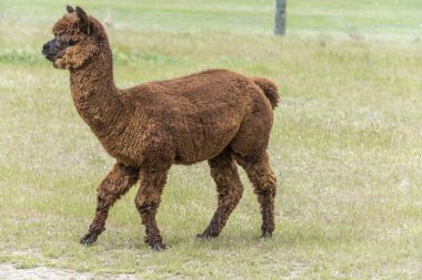 Kahverengi alpaka yeşil alanda duruyor, Wanaka, Otago, Güney Adası, Yeni Zelanda yakınlarında parlak bahar ışığında çekiliyor.
