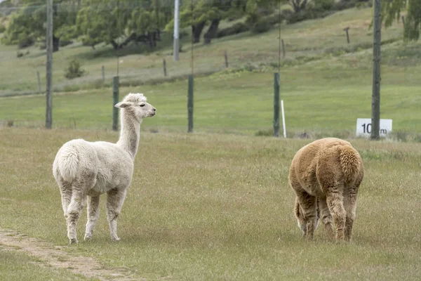 Flokulentne Alpaki Zielonym Polu Kręcone Jasnym Wiosennym Świetle Pobliżu Wanaka — Zdjęcie stockowe