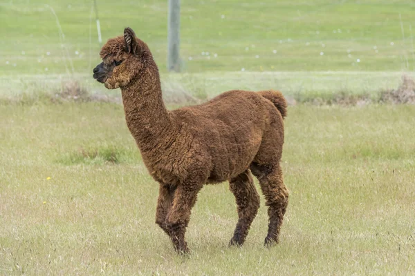 Alpaga Floculent Brun Dans Champ Vert Tourné Printemps Près Wanaka — Photo