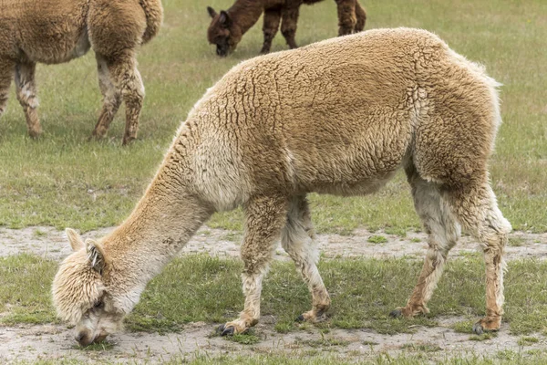 Flocculent Alpaca Βόσκηση Στο Πράσινο Πεδίο Πυροβόλησε Στο Έντονο Φως — Φωτογραφία Αρχείου