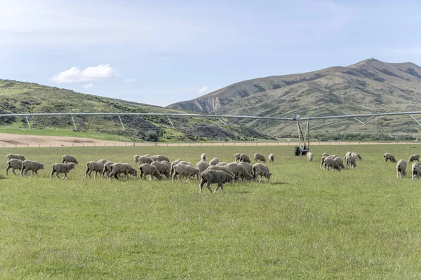Troupeau Moutons Système Arrosage Irrigation Dans Campagne Verte Tourné Dans — Photo