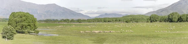 Legno Grandi Greggi Pecore Campagna Verde Scattato Piena Luce Primaverile — Foto Stock