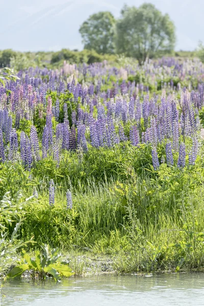 Riva Miriade Fiori Lupino Viola Fiore Fiume Ahuriri Girato Piena — Foto Stock