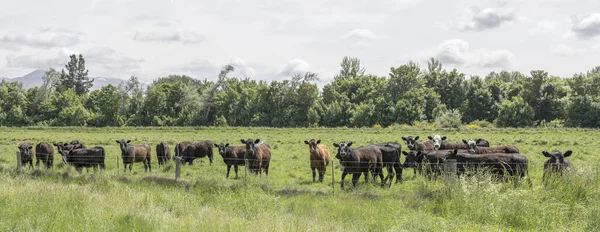 Troupeau Vaches Dans Une Campagne Verdoyante Tourné Printemps Près Kimbell — Photo