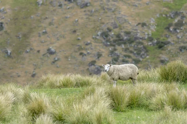 Får Bland Tussock Grön Sluttning Skjuten Klart Grumligt Ljus Godley — Stockfoto