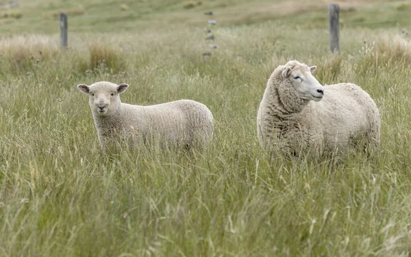 Får Och Lamm Grön Sluttning Skjuten Klart Grumligt Ljus Godley — Stockfoto