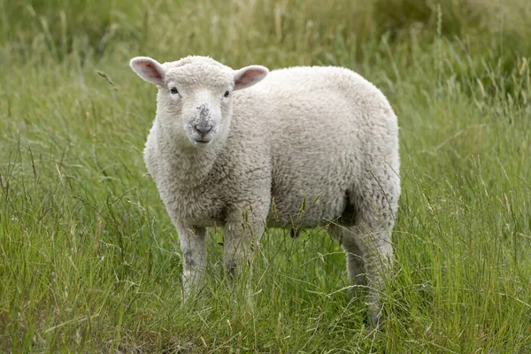 Flockungslamm Auf Grünem Hang Aufgenommen Bei Hellem Bewölkten Licht Godley — Stockfoto