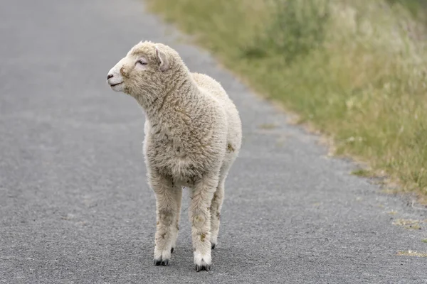 Flocculent Lamb Asphalt Shot Bright Cloudy Light Godley Head Christchurch — стоковое фото