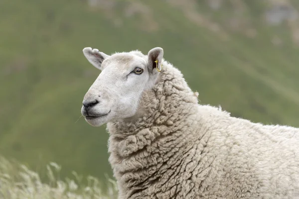 Flockig Får Mynning Med Suddig Grön Lutning Bakgrunden Skjuten Klart — Stockfoto