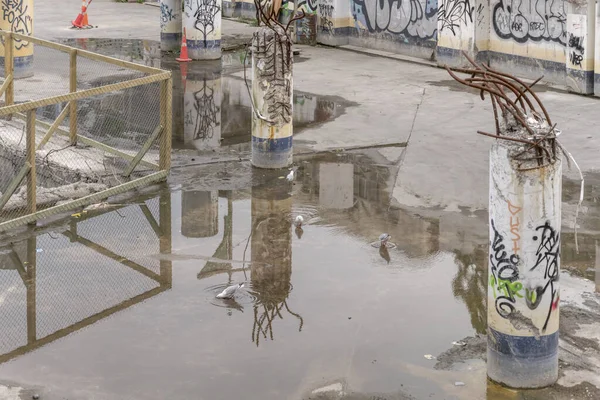 Stadtbild Mit Möwen Einer Pfütze Den Ruinen Eines Eingestürzten Betongebäudes — Stockfoto