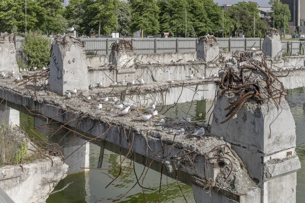 Cityscape Black Billed Gulls Beam Flooded Ruins Crused Beton Building — Φωτογραφία Αρχείου