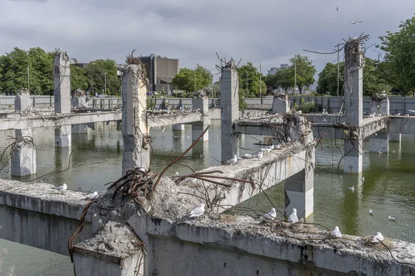Cityscape Πλημμυρισμένα Ερείπια Του Κτιρίου Σκυρόδεμα Κατέρρευσε Μαύρο Billed Κοπάδι — Φωτογραφία Αρχείου