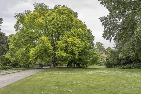 Christchurch Nowy Zealand Grudzień 2019 Krajobraz Miejski Dużym Drzewem Wahadłowcem — Zdjęcie stockowe