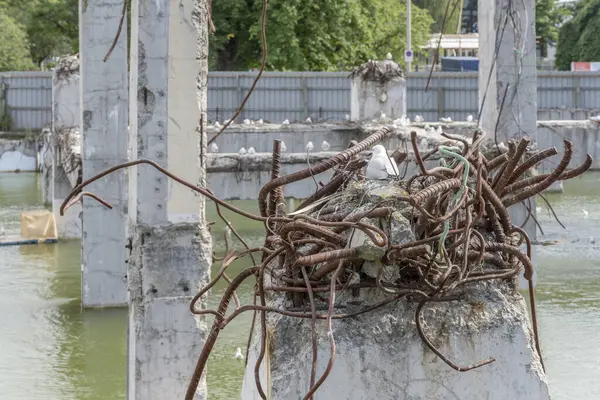 Cityscape Black Billed Gull Nest Worped Enforcement Steel Flooded Ruins — Φωτογραφία Αρχείου