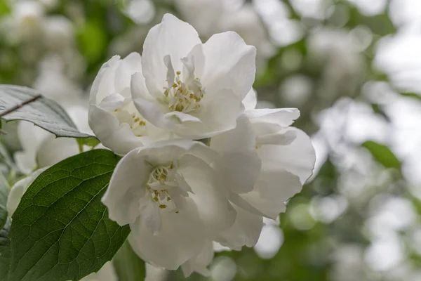 Detalle Flor Blanca Floreciente Hermosa Los Jardines Botánicos Tiro Luz — Foto de Stock