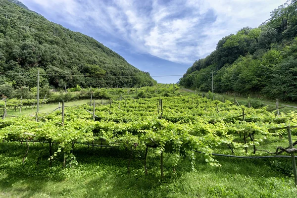 Виноградник в Трентино-Альто-Адидже, Италия — стоковое фото