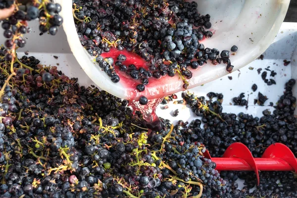 Παραγωγή κρασιού Chianti στην Τοσκάνη, Ιταλία — Φωτογραφία Αρχείου