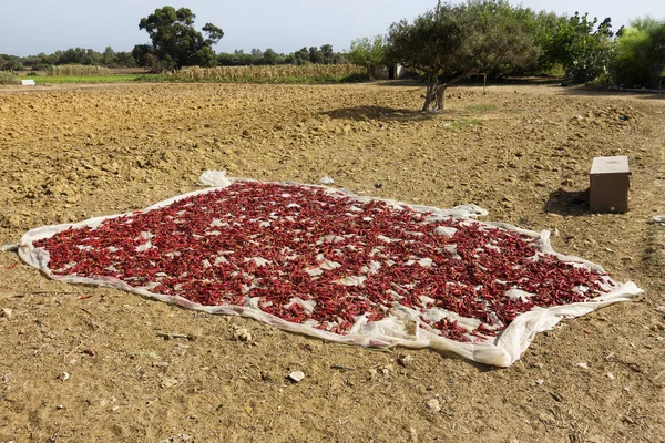 Droge Rode Chili Pepers Een Veld Kelibia Tunesië — Stockfoto