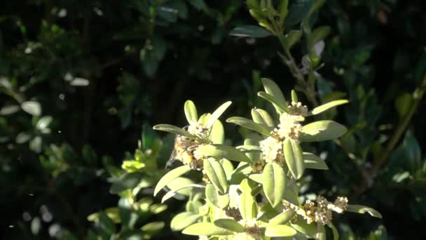 Пчелы Летают Собирают Пыльцу Замедленной Съемке 500 Кадров Секунду Лицензионные Стоковые Видеоролики