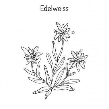Edelweiss elle çizilmiş illüstrasyon