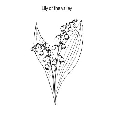 Lily vadi Convallaria majalis .