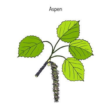 Aspen Populus tremula