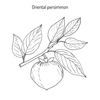 Japonca hurma Diospyros kaki ,