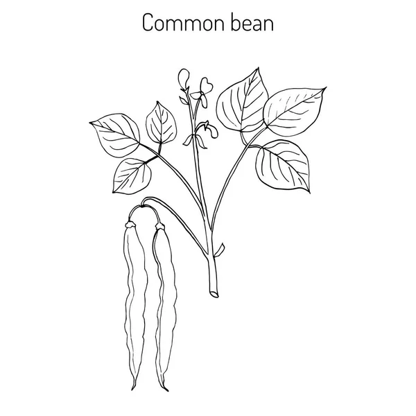 Frijol común Phaseolus vulgaris — Vector de stock