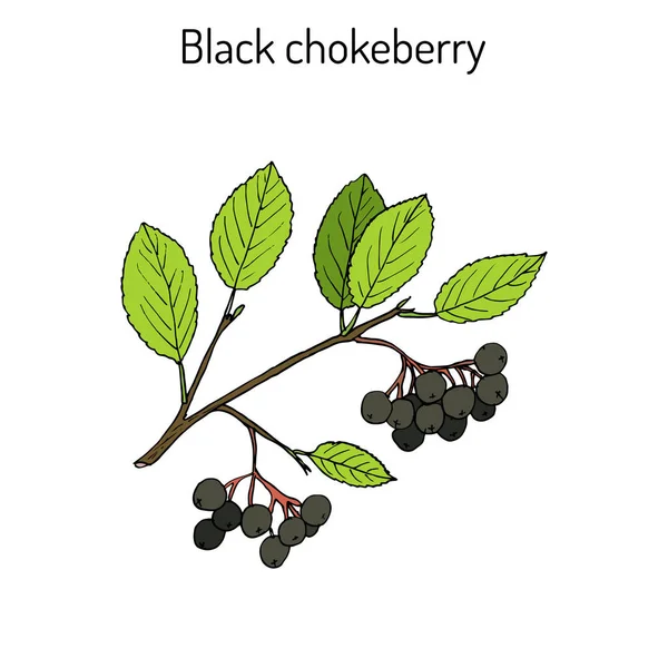 Černá černoplodá sušená Aronie předmětem, léčivé rostliny — Stockový vektor