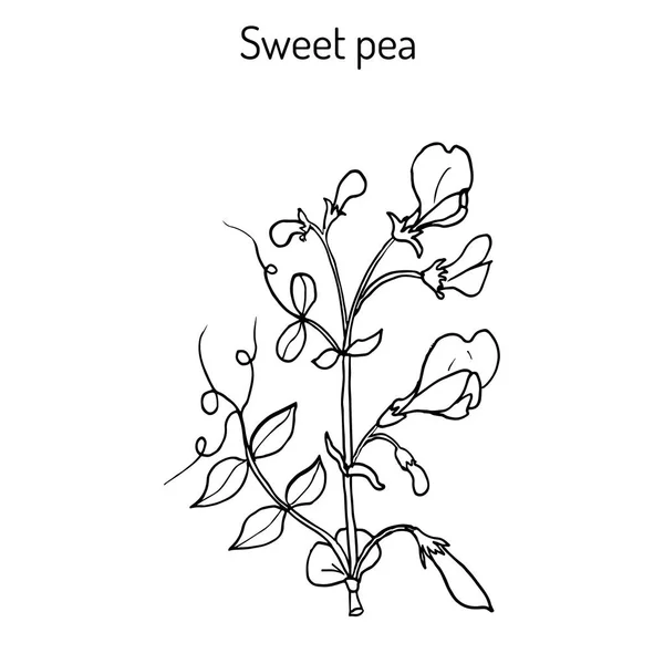 Sweet pea Lathyrus odoratus — Stockový vektor