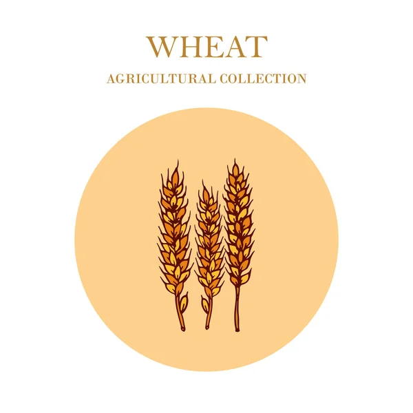 Ručně tažené pšenice uši skica — Stockový vektor