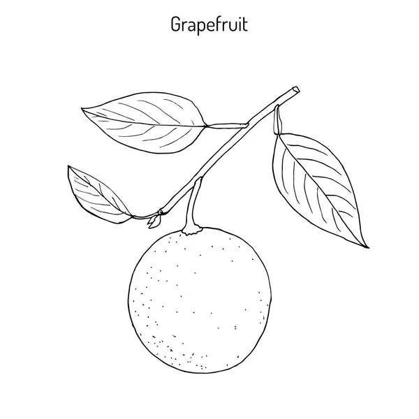 Grapefruit Citrus paradisi, субтропическое цитрусовое дерево — стоковый вектор