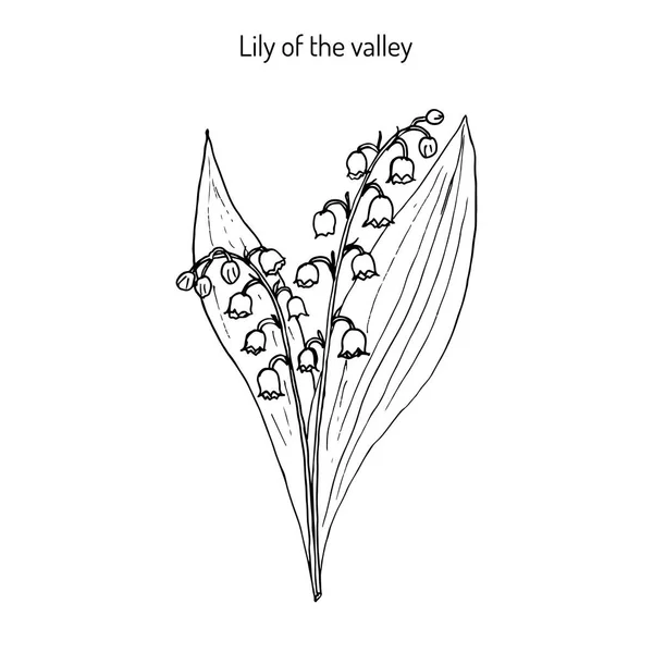 Lily of the villaria majalis  . — стоковый вектор