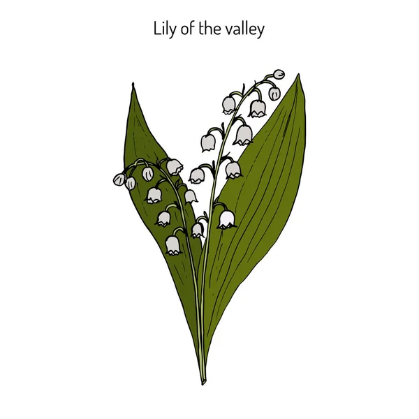 Lily of the villaria majalis — стоковый вектор