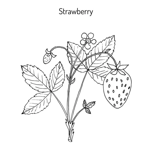 Fragola da giardino Fragaria ananassa — Vettoriale Stock