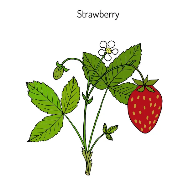 สวนสตรอเบอร์รี่ Fragaria ananassa — ภาพเวกเตอร์สต็อก