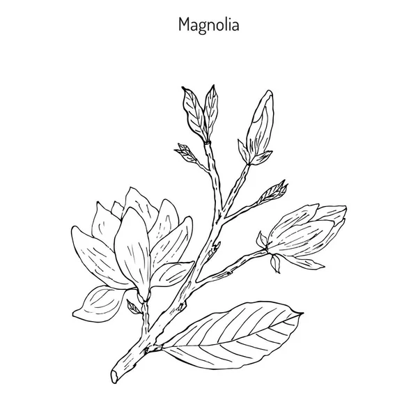 Brunch de flor de Magnolia — Vetor de Stock