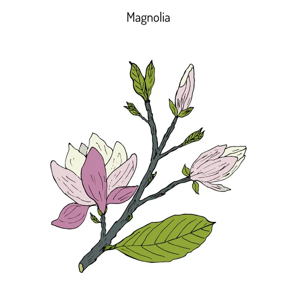Manolya çiçeği brunch — Stok Vektör
