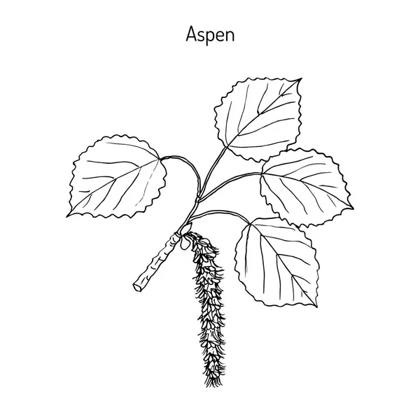 아스펜 Populus tremula — 스톡 벡터