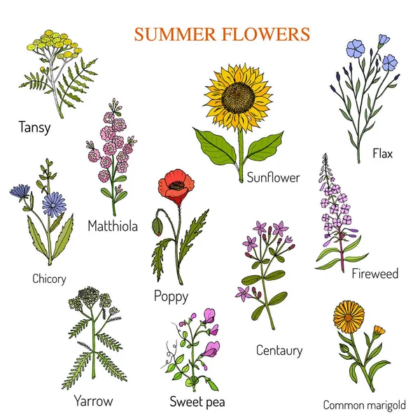 Conjunto de flores de verano — Archivo Imágenes Vectoriales