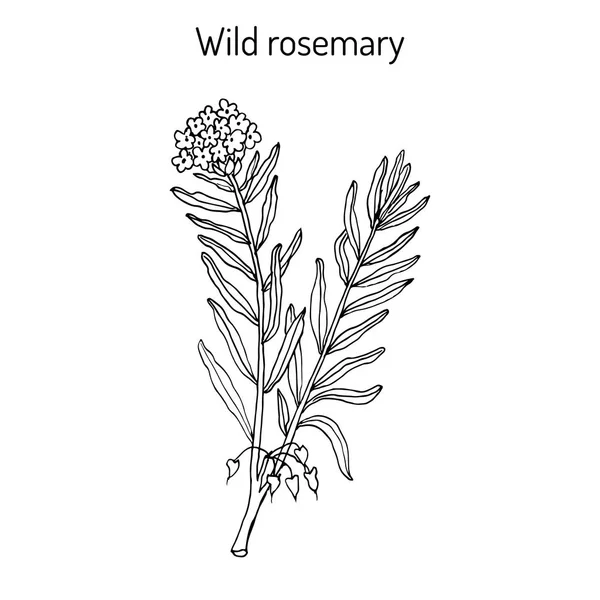 Romarin sauvage ou Rhododendron tomentosum — Image vectorielle